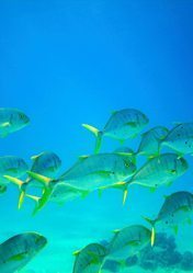 Yellowtail fish underwater