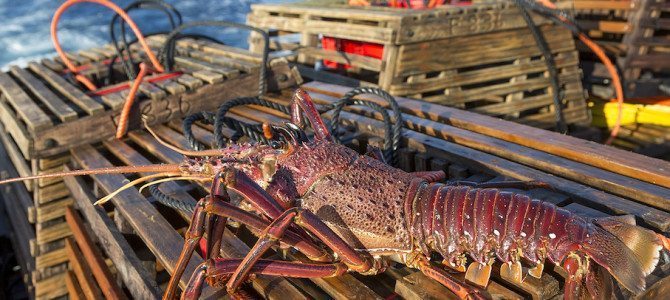 WA seafood to be celebrated at Margaret River Gourmet Escape