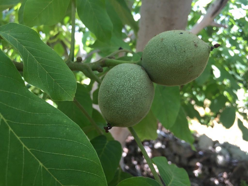 Fresh walnut on the tree