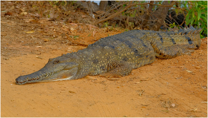 Freshwater crocodile