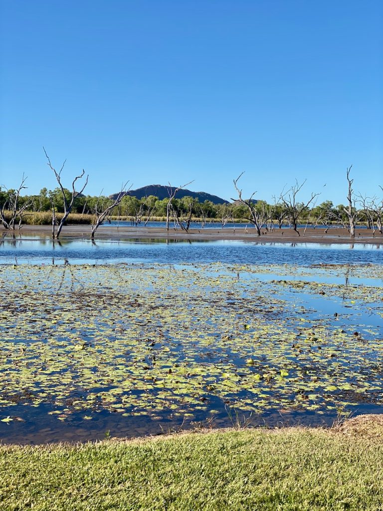 Lake Kununurra, banks of Ord River with lilies