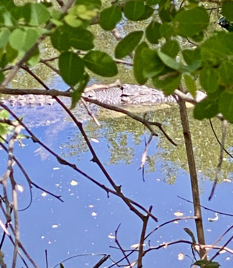 Saltwater crocodile in the water at Parry Creek Farm