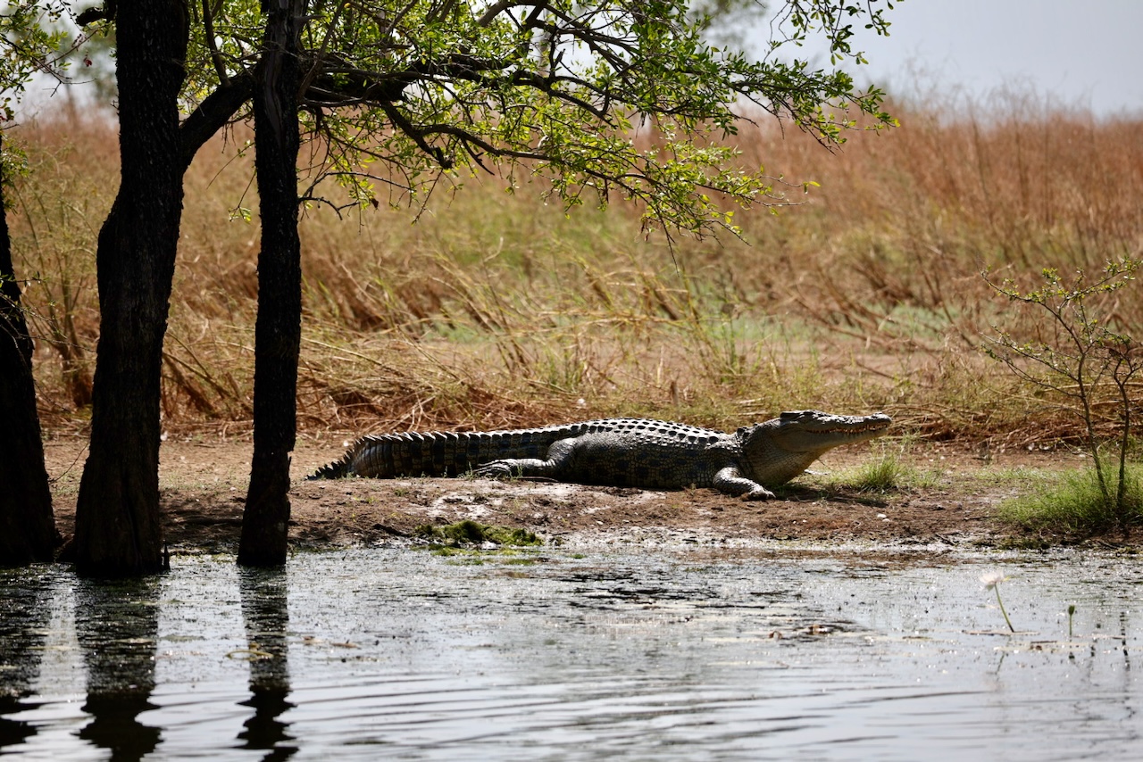 Saltwater Crocodile