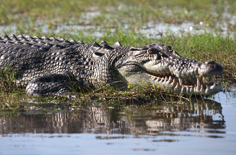 Saltwater croc credit Andy Tyler NoDerivs 