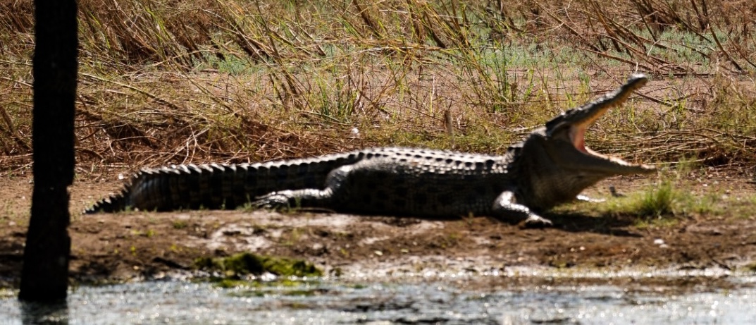 5 places to see crocodiles in Kununurra